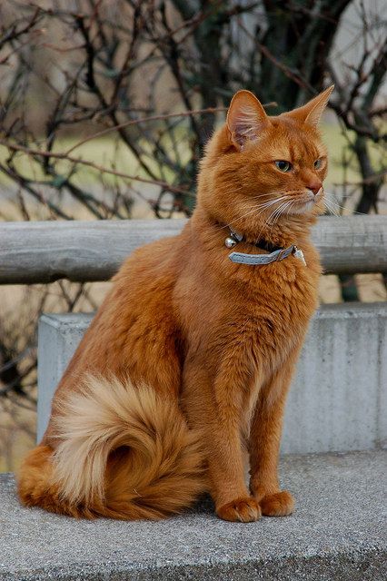 How to Keep Your Home From Being Taken Over by Pet Fur!